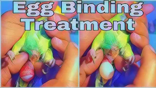 EGG BINDING IN BUDGIES | HOW TO TREAT EGG BINDING?| Haris Birds Vlogs
