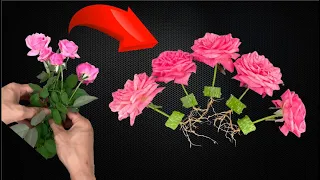 Not everyone knows the best way to grow roses - Growing roses from flowers