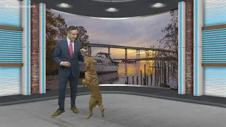 Finn helps Tim with the forecast!