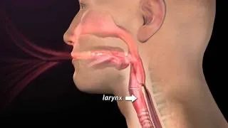 Normal Physiology-Respiration and Swallow