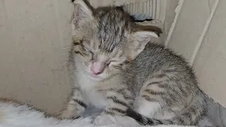 Mother Cat Feeding Her 4 Beautiful Kittens