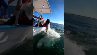 Kissing A Gray Whale 🐋