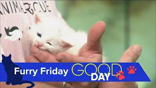 The cutest, smallest kittens you've ever seen: The Kitten Lady comes to town | Good Day on WTOL 11