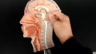 RESPIRATORY SYSTEM ANATOMY: Air flow from the nose to laynx 1/2 head model