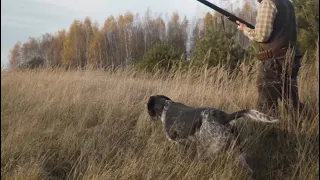 Polowanie z wyżłem na dzikie bażanty - "kryminalna zagadka" Pheasant hunting in Poland2020 GoHunters