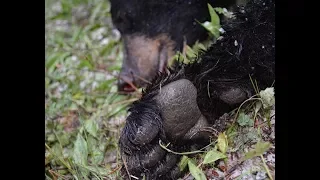 Bear Fever- Black Bear hunting- Long Range Shot!