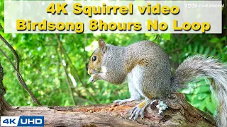 ASMR 8 HOURS of Birds Singing in the Woods, No loop, 4K Squirrel-3, Digital Stress Relief Therapy