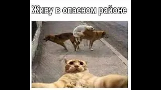 ЛУЧШИЕ ПРИКОЛЫ/РЖАКА 2020 Май #ржакадослез #лучшиеприколы #humor #prikoly