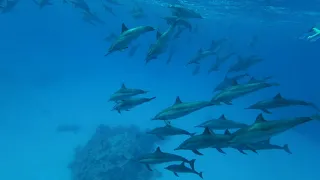 Sataya Reef (Dolphin House) | Marsa Alam | 4K 60fps