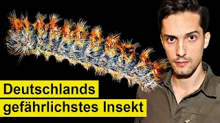So schnell tötet dich Deutschlands gefährlichstes Insekt