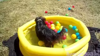 Cute Dog Playing In Baby Pool