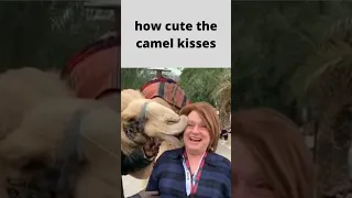 how cute the camel kisses#shorts