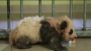 Baby Panda Takes First Steps