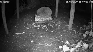 Hedgehog winter night 22022020 b noises sniffing snorting