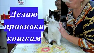 Делаю сама прививки кошкам. Вакцины.