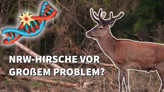 Hirsche in NRW durch Inzucht bedroht? | Neue Forschungsergebnisse | Interview