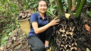 FULL VIDEO: Harvest horseshoe tubers, gourd, taro tree, papaya, herbal goes to the market sell