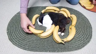 Waking a Sleeping Rabbit by Surrounding him with Bananas - HIS FAVORITE FOOD!