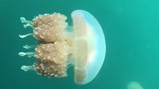 Ongeim’l Tketau Jellyfish Lake