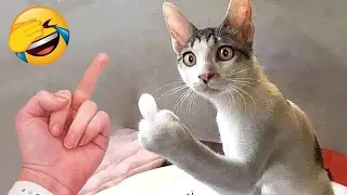 New Funny Animals 😂 Funniest Cats and Dogs Videos 😺🐶 #75