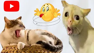 The ultimate cute pets compilation 🥰🙀| funny cats and dogs
