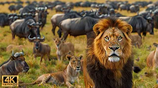 4K African Wildlife: What Happen Next in Nature | Wildlife Secrets - Relaxing Nature In 4K #7
