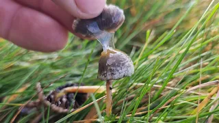 Foraging Psilocybe semilanceata (liberty caps)