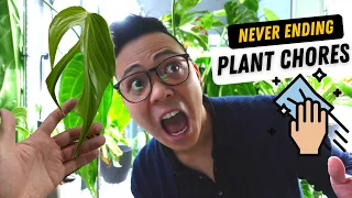 plant chores 💚 & baking cupcakes 😍 philodendron propagation, plant repot, plant updates