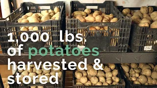 Harvest and Store 1,000 Pounds of Potatoes with Us | Growing Potatoes to Feed Our Family All Year