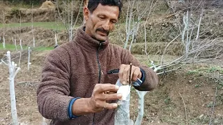 apple grafting byRamesh Chandel🍎🌹