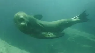 Le Pacifique à la voile