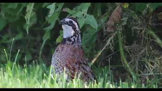 Northern bobwhite - Colinus virginianus calling