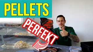 Die Perfekten Pellets! So gelingen sie immer .