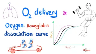 Oxygen Delivery 🚚 to Tissue | Oxygen Dissociation Curve | Respiratory Physiology