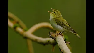 Песня пеночки-трещотки (Phylloscopus sibilatrix)