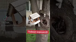 Поймал воришку #кот #котэ #юмор 16.04.24