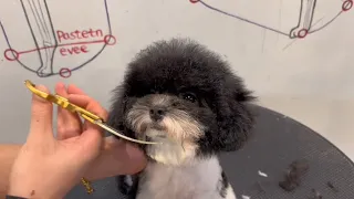 Cute Poodle Puppy Grooming | Puppy Grooming | Dog Grooming