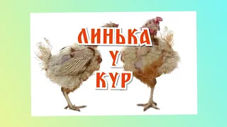 Линька У Кур. Что происходит в организме и как помочь?