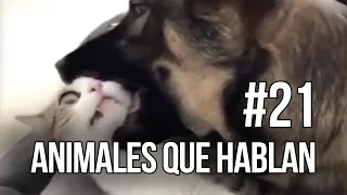 ANIMALES QUE HABLAN #21 🤣 CARLOS ROCA @carlosrocalocutor