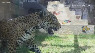 The cat family is growing at the San Antonio Zoo