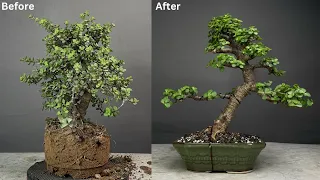 Making Jade Bonsai Tree | Bonsai for Beginners | Portulacaria Afra | Pruning | Repotting | Wiring