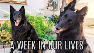 LIFE with 2 BELGIAN Sheepdogs: GROENENDAELS