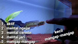 cara melatih mental channa auranti mangap mangap anti mager dari 0 sampai mental tangan