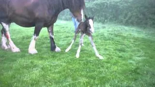 Our new born shire foal taking his first steps :)