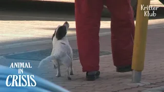 Dog's Reaction After Seeing The Owner Who's Abandoned Her Years Later | Animal in Crisis EP252