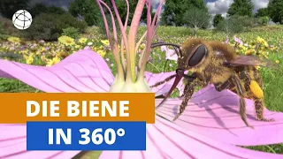 Honigbiene in 3D und 360-Grad-Panorama | Planet Schule