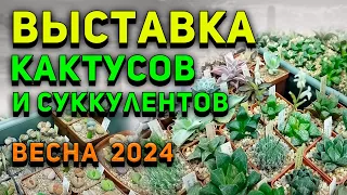 Выставка КАКТУСОВ и СУККУЛЕНТОВ. Весна 2024. Мои Новые КАКТУСЫ. Уход за кактусами.