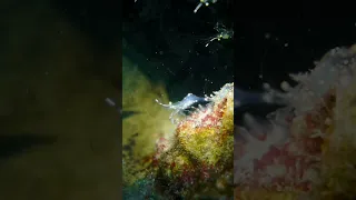 Durban Dancer Shrimp? Have you ever seen? #kohtao #gulfofthailand #thailand #underwaterphotography