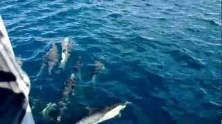 Official Video: Mega pod of Common Dolphins off the coast of San Diego.