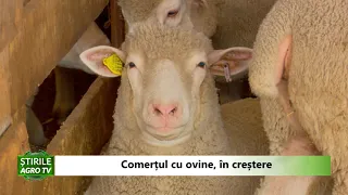 Comertul cu ovine in crestere 31 05 2021